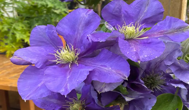 Hillary Ann Gardens: Transforming Outdoor Spaces in Gosforth